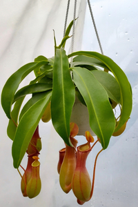 House Plants 8